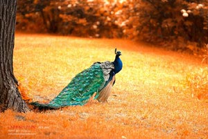 阿根廷球队主场告捷，稳占榜首地位